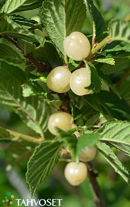 Prunus tomentosa 'Snovit' ('Lumikki'), nukkakirsikka